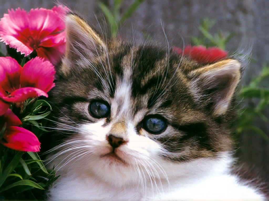 Cats Wallpaper Cute Cat And Kitten Pictures Kittens