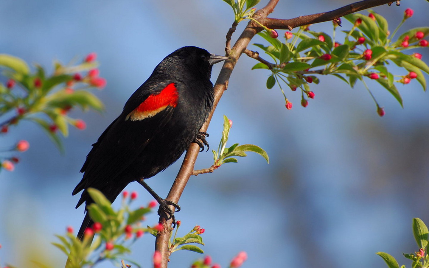 Beautiful Parrot Pinch Bird Red