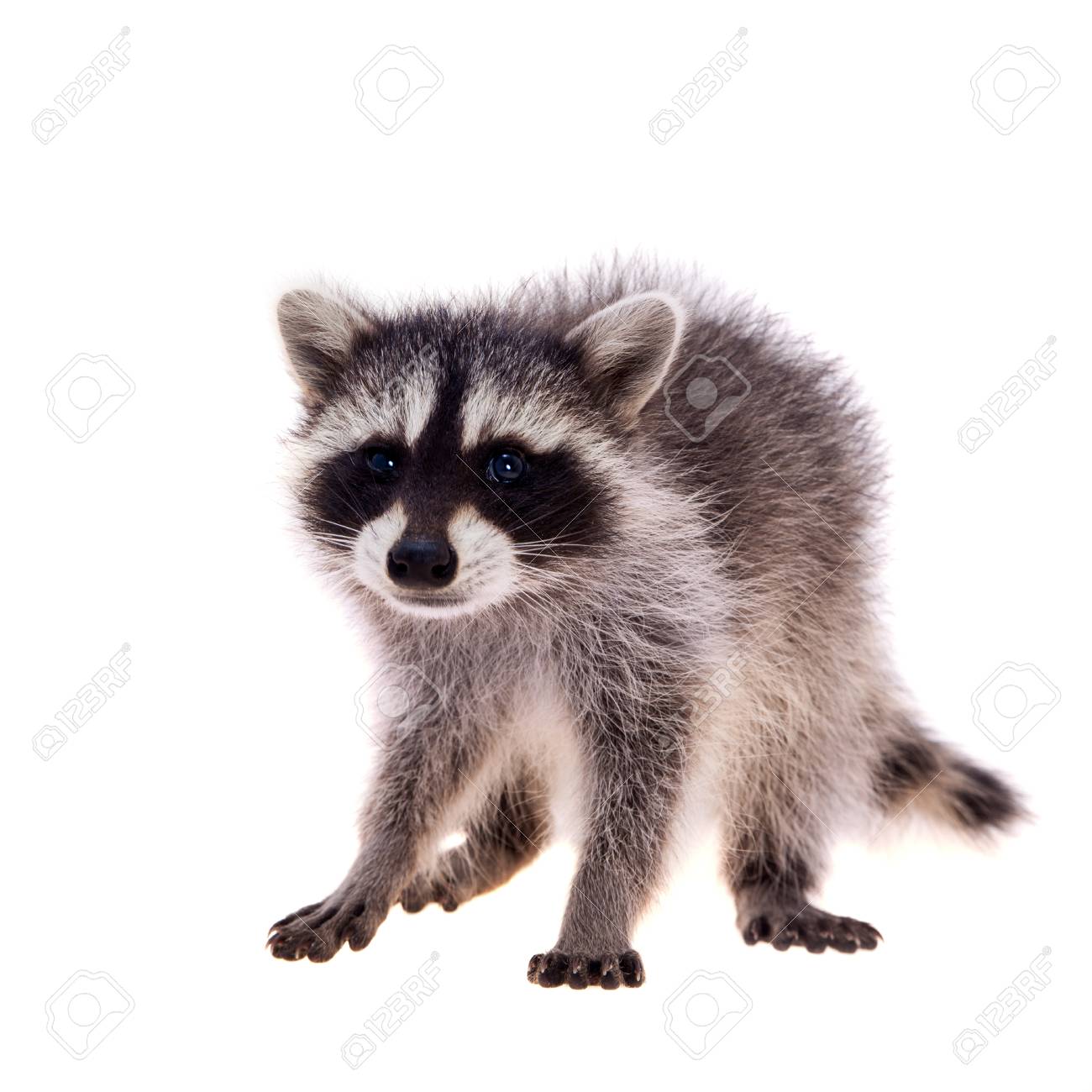 Baby Raccoon On White Background Stock Photo Picture And Royalty