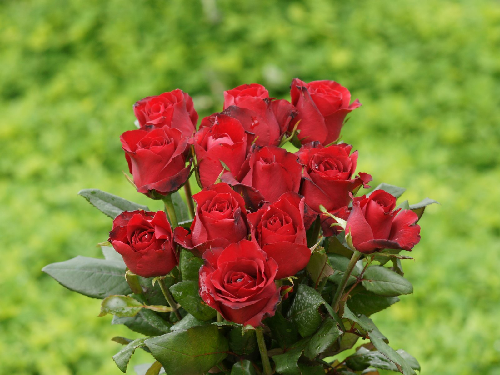 Beautiful Red Roses Photo