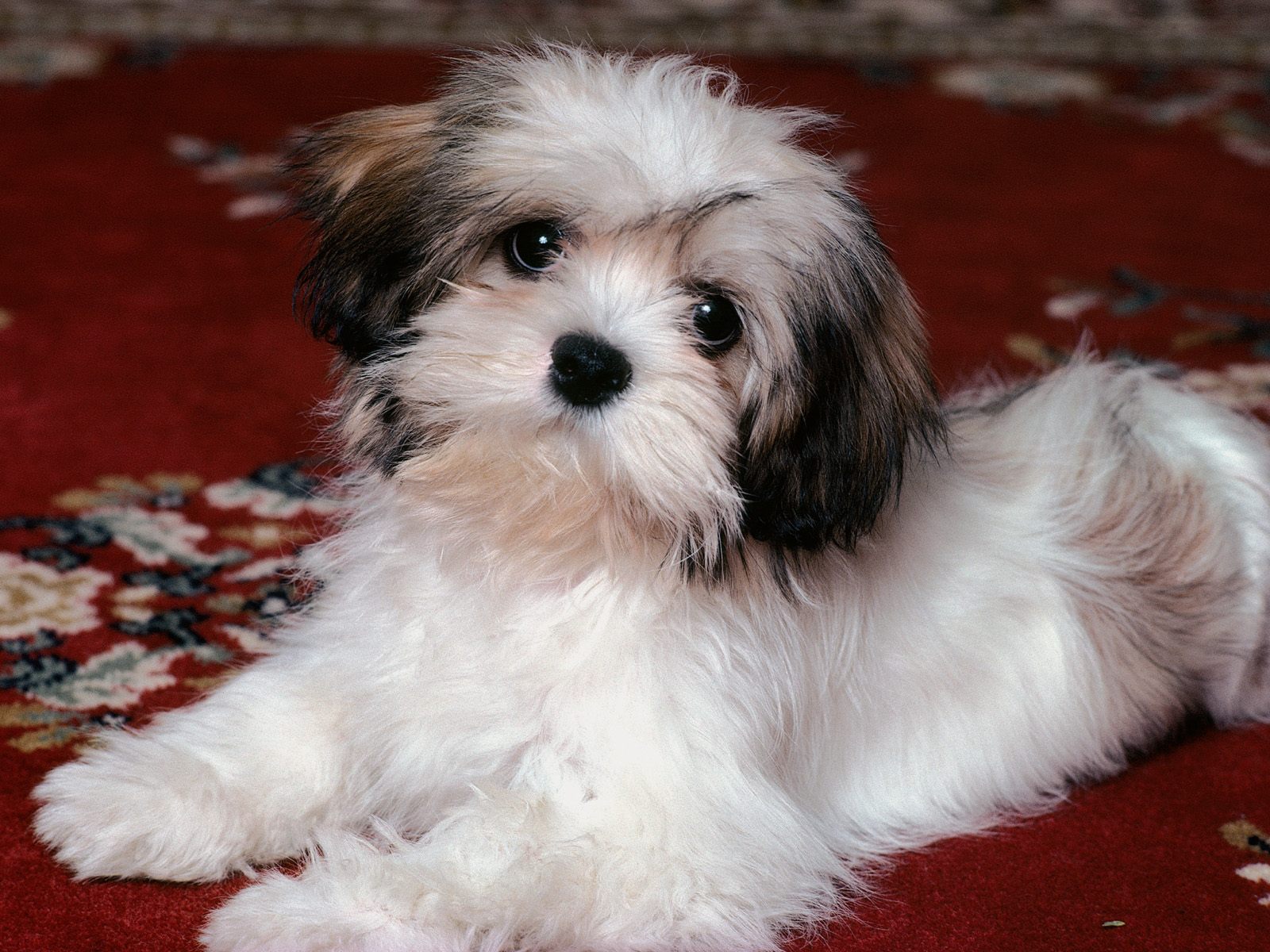 Free HQ Lhasa Apso Puppy Wallpaper   Free HQ Wallpapers