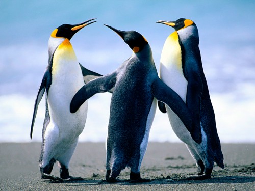 Penguins Desktop Background Wallpaper HD