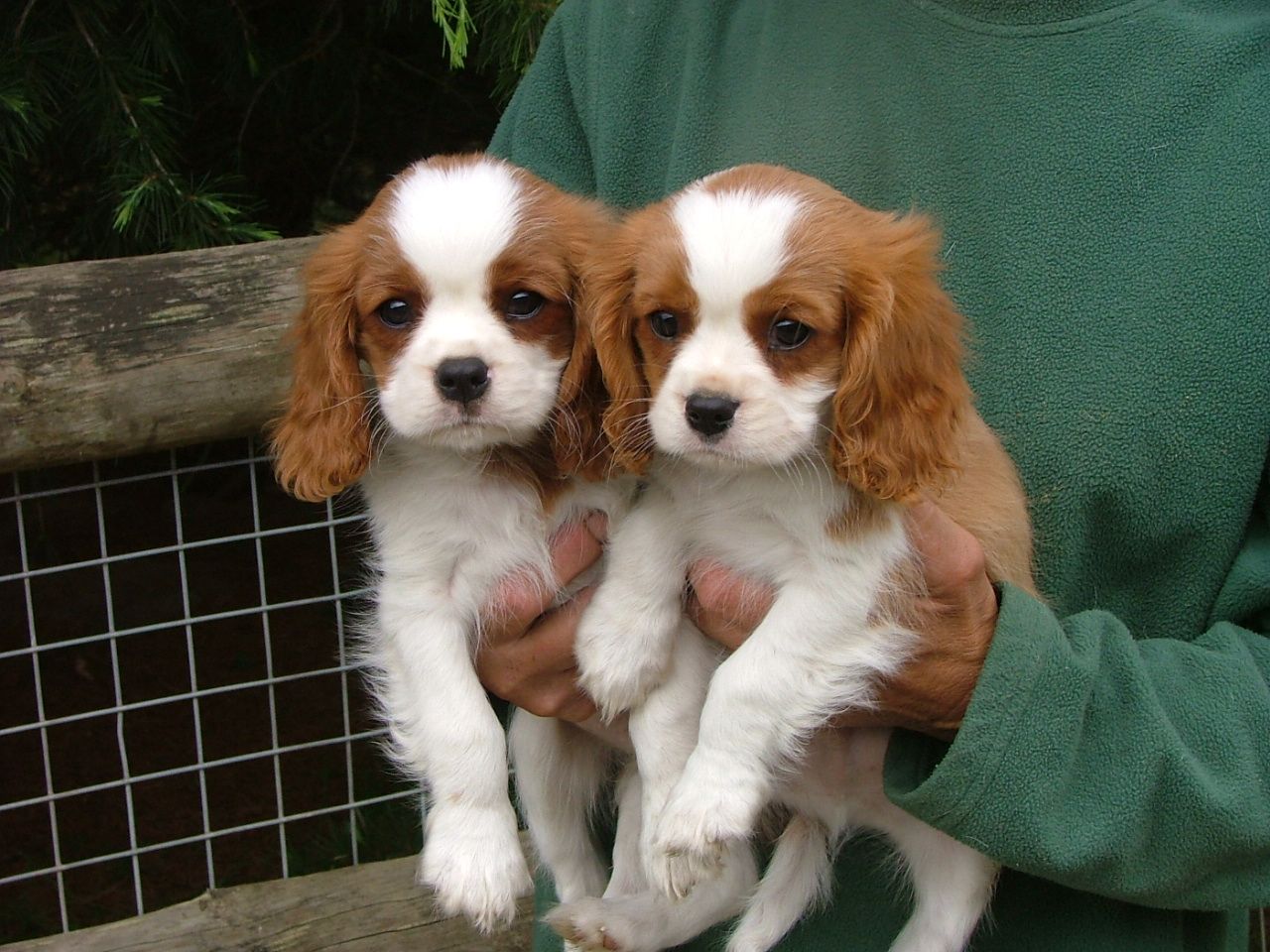 Cavalier King Charles Spaniel Wallpaper