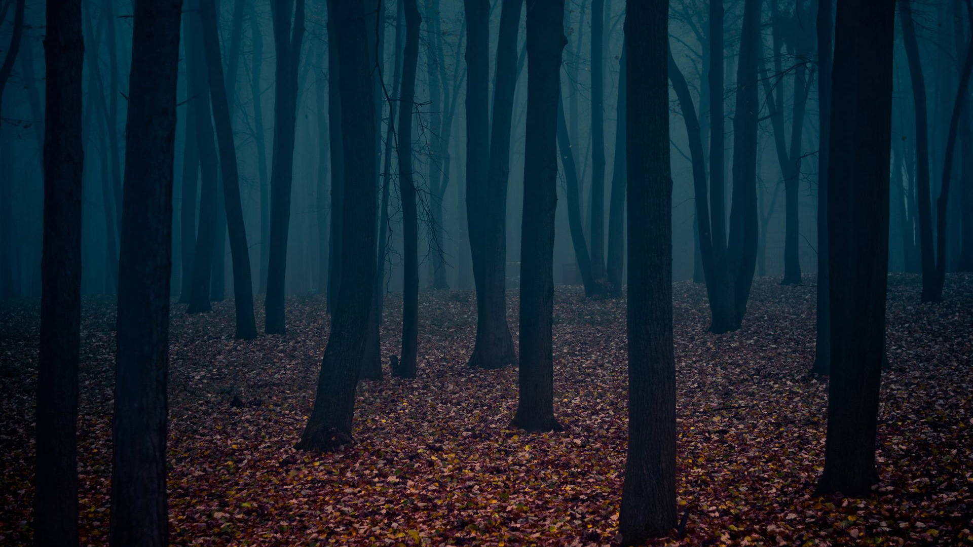 Dark autumn forest Wallpaper 2520 1920x1080