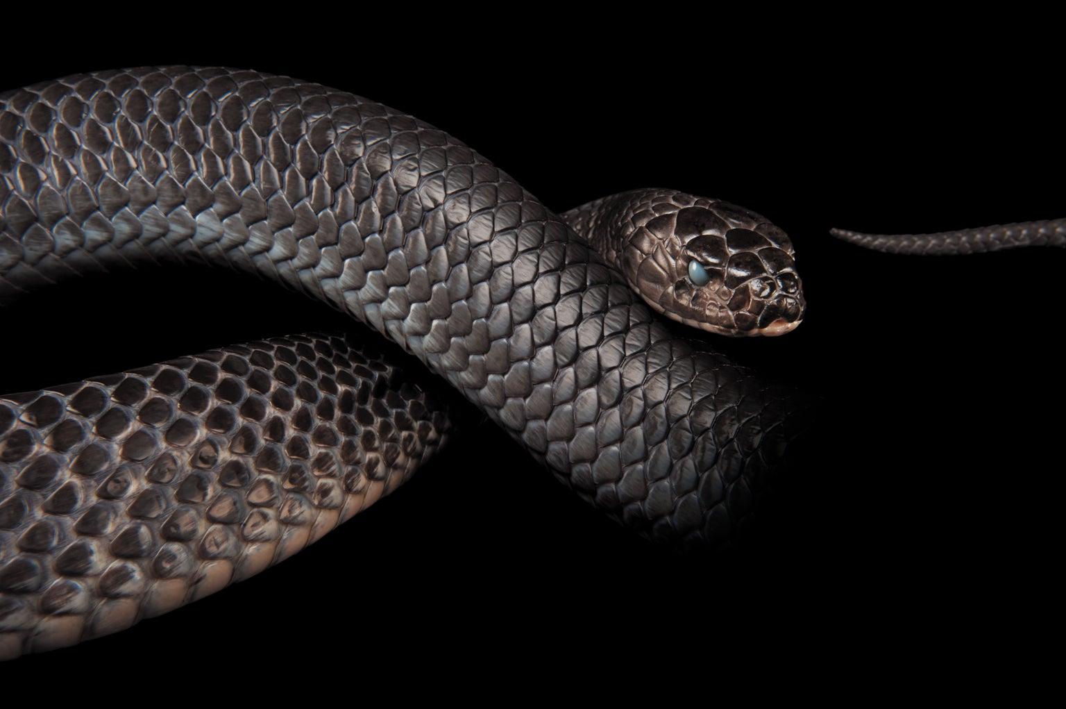How Snakes Lost Their Legs   Scientific American