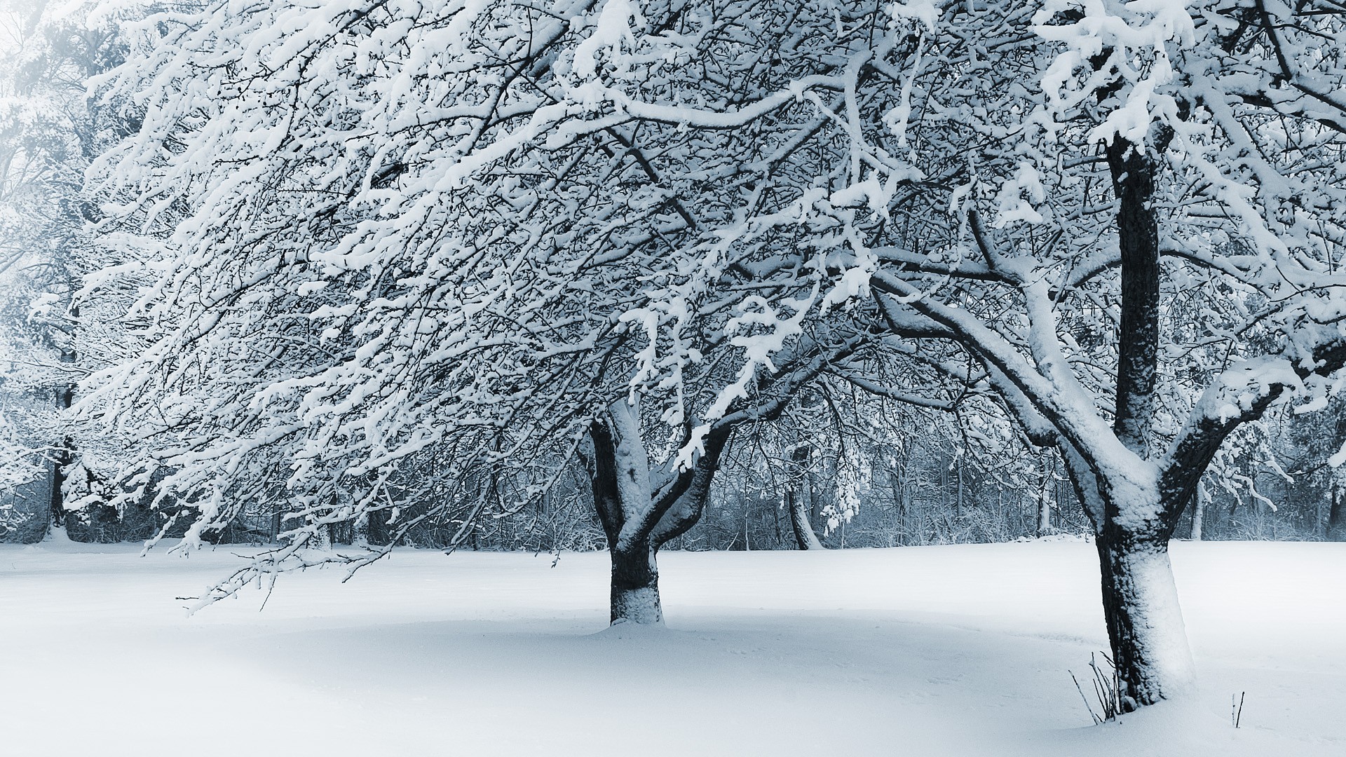  winter landscapes Cute wallpapers