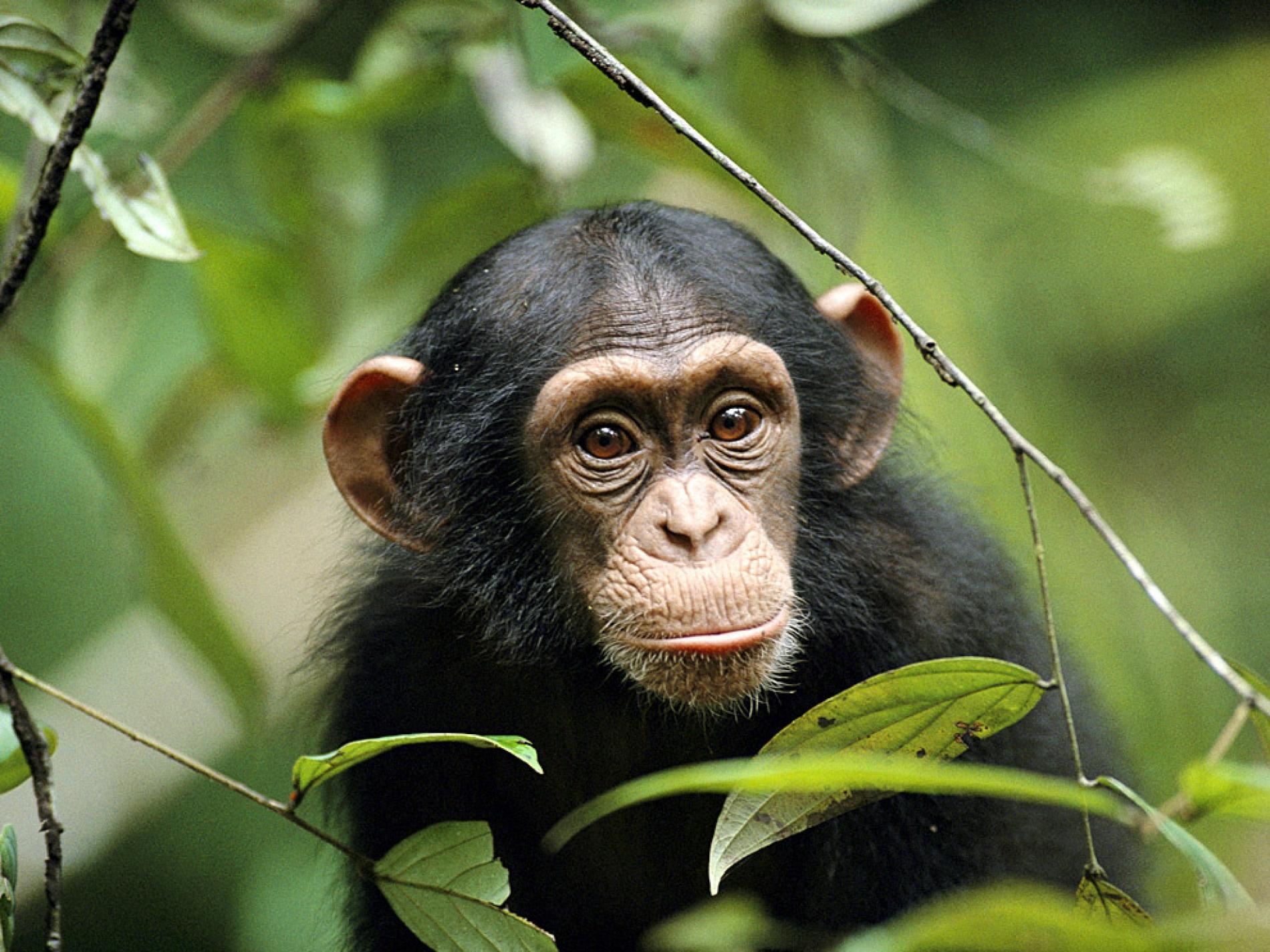 Chimp Pictures Animal Wallpaper National Geographic