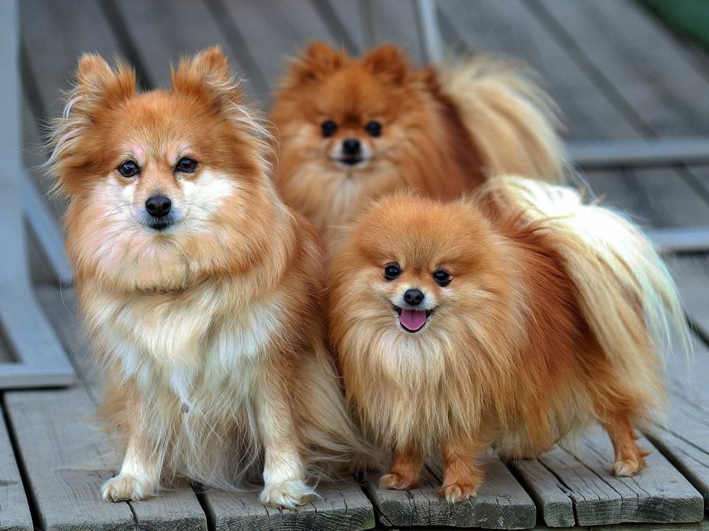 Three Pomeranian Dogs Wallpaper HD Res