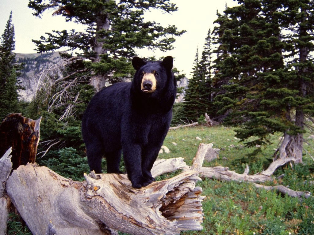 Desktop backgrounds Animal Life All Animals Black Bear 1024x768
