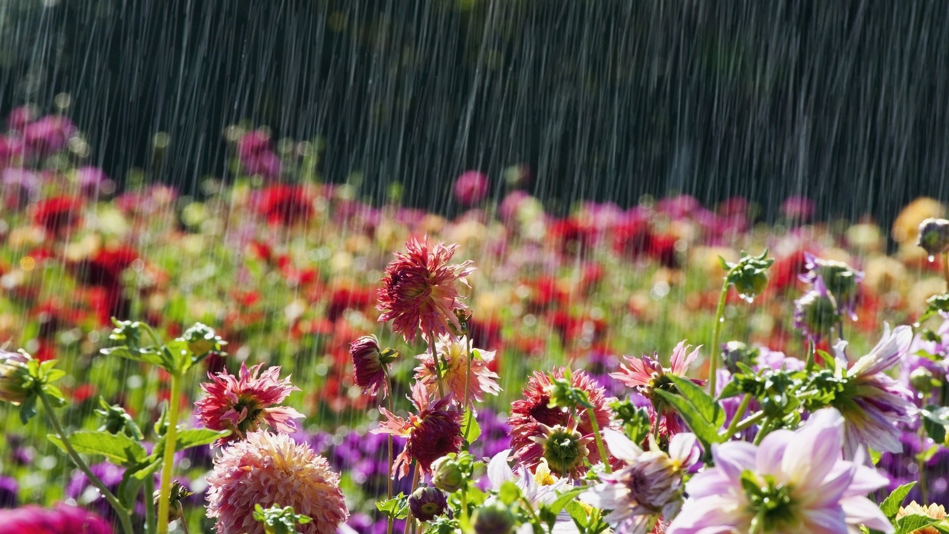 Rain on Flowers Wallpapers HD Wallpapers Pictures Images