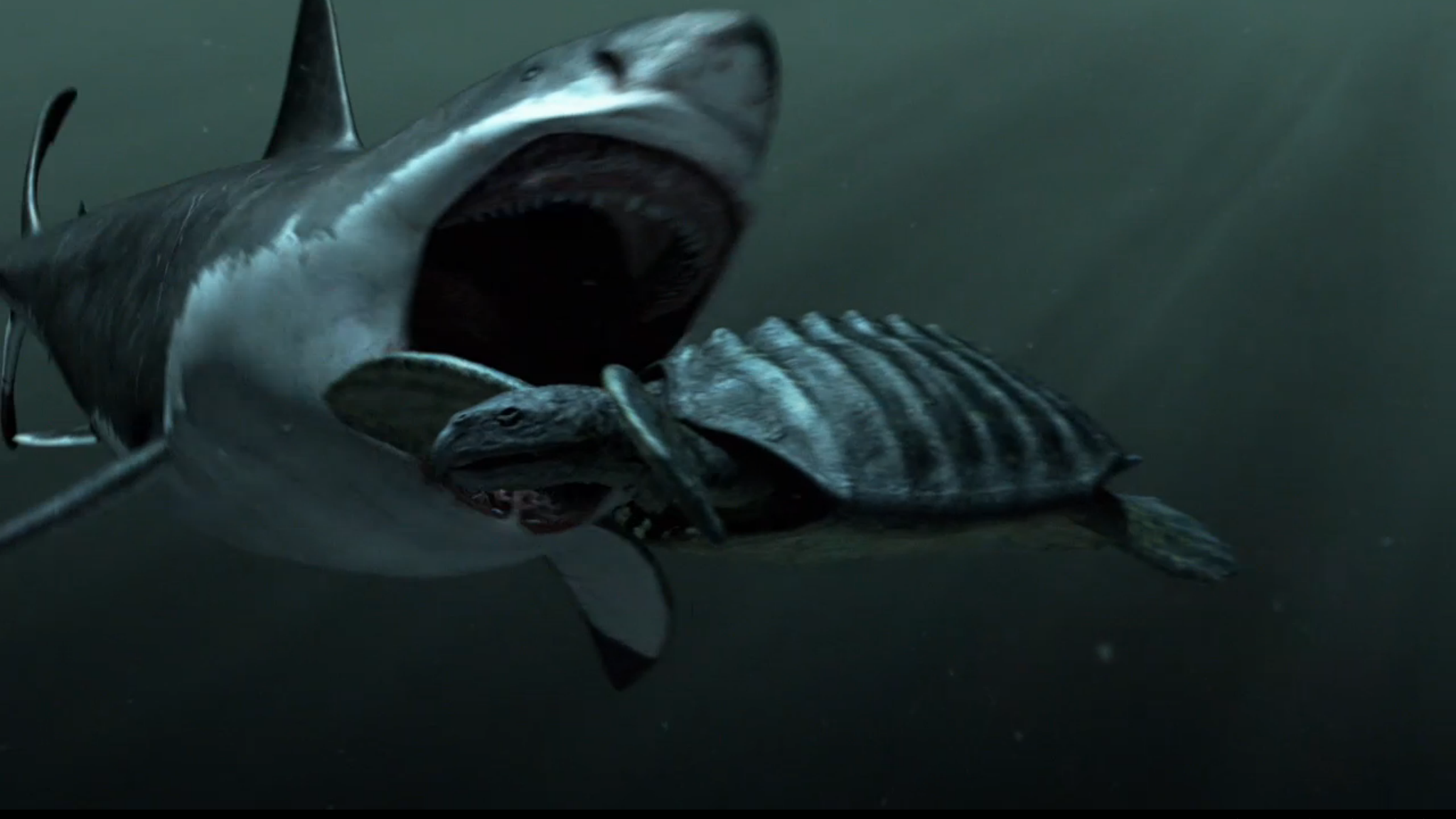 Megalodon Shark Sightings HD Desktop Wallpaper
