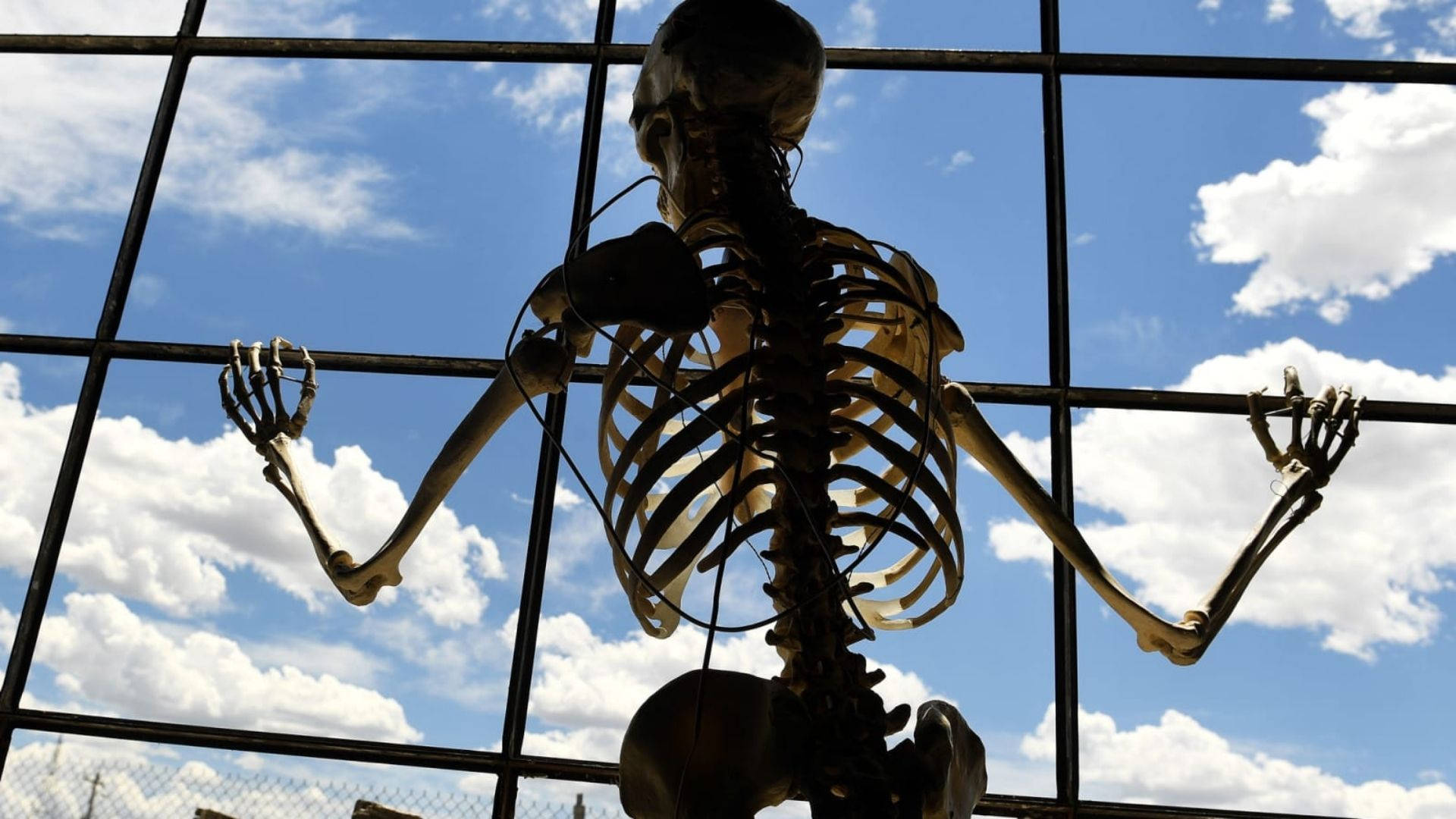 Skeleton Meme Wallpaper
