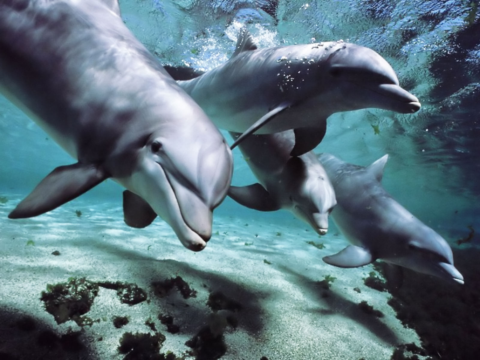 Dolphins Talk Language Windows HD Wallpaper