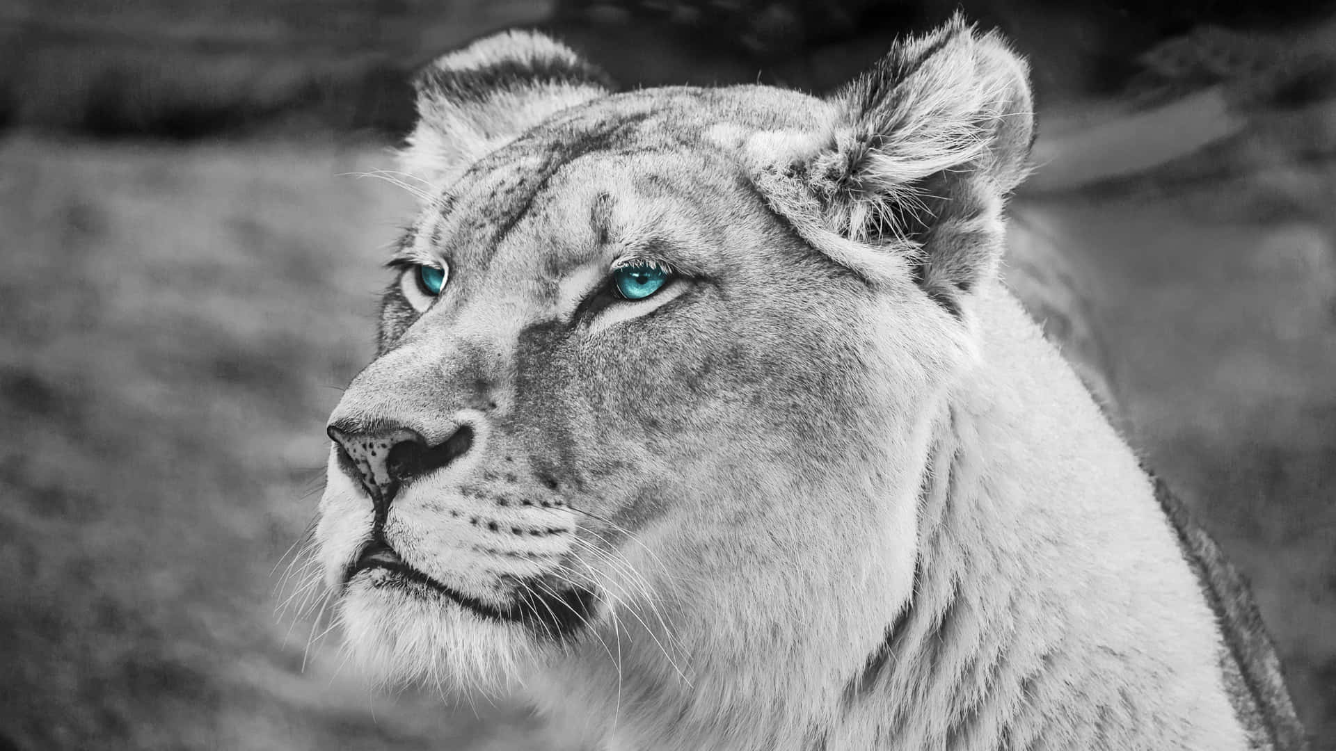 Black And White Lion Wallpaper