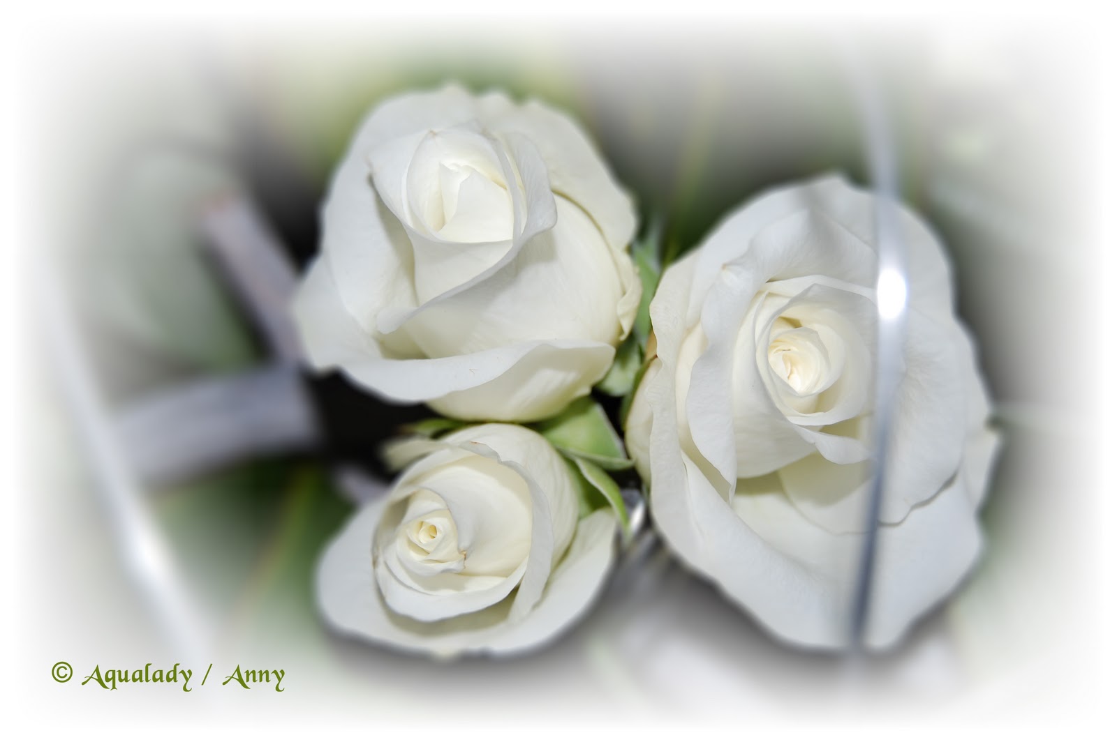 White Roses Flowers Pictures Wallpaper Red