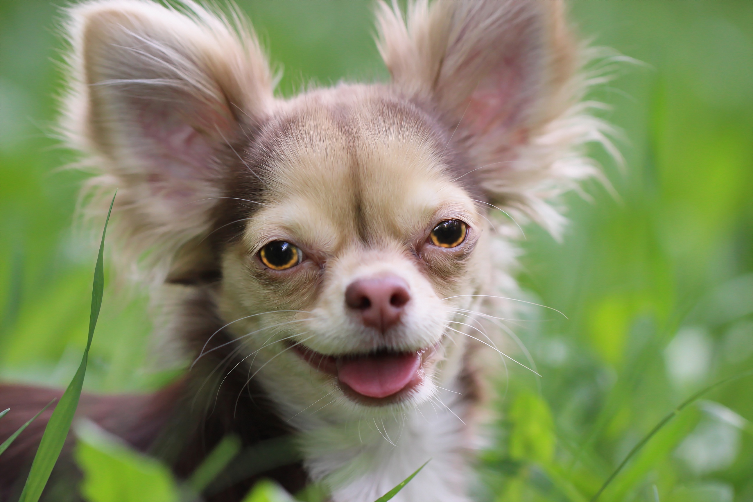 Animal Chihuahua Hd Wallpaper