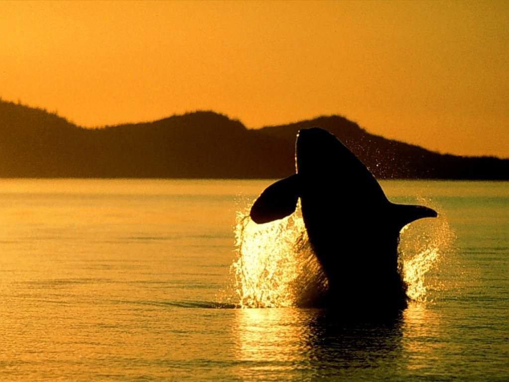 Whale Wallpaper Image And Animals Pictures