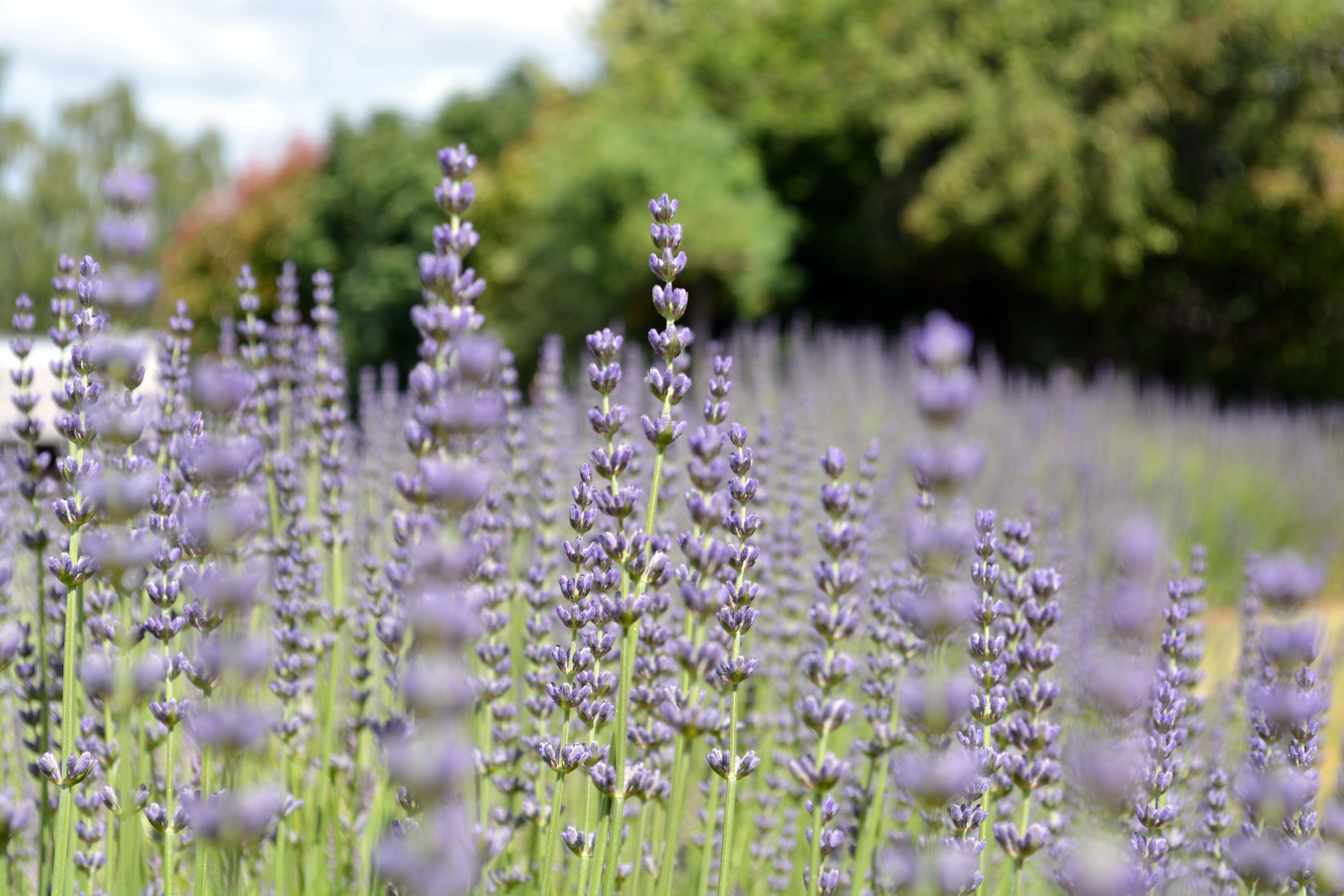 lavender field desktop background