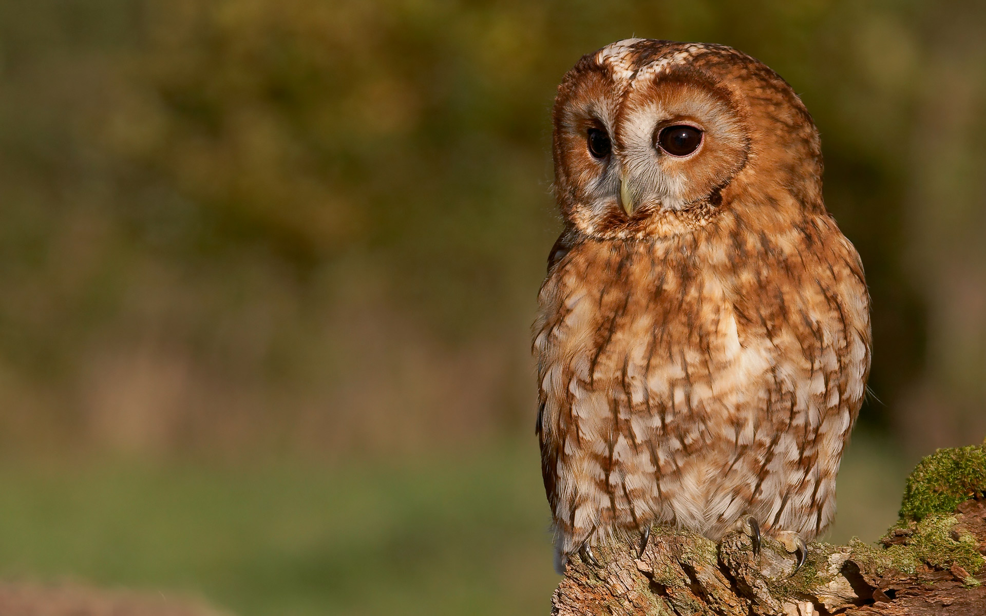 Tawny Owl Wallpaper By Photosbykev Customization Animals
