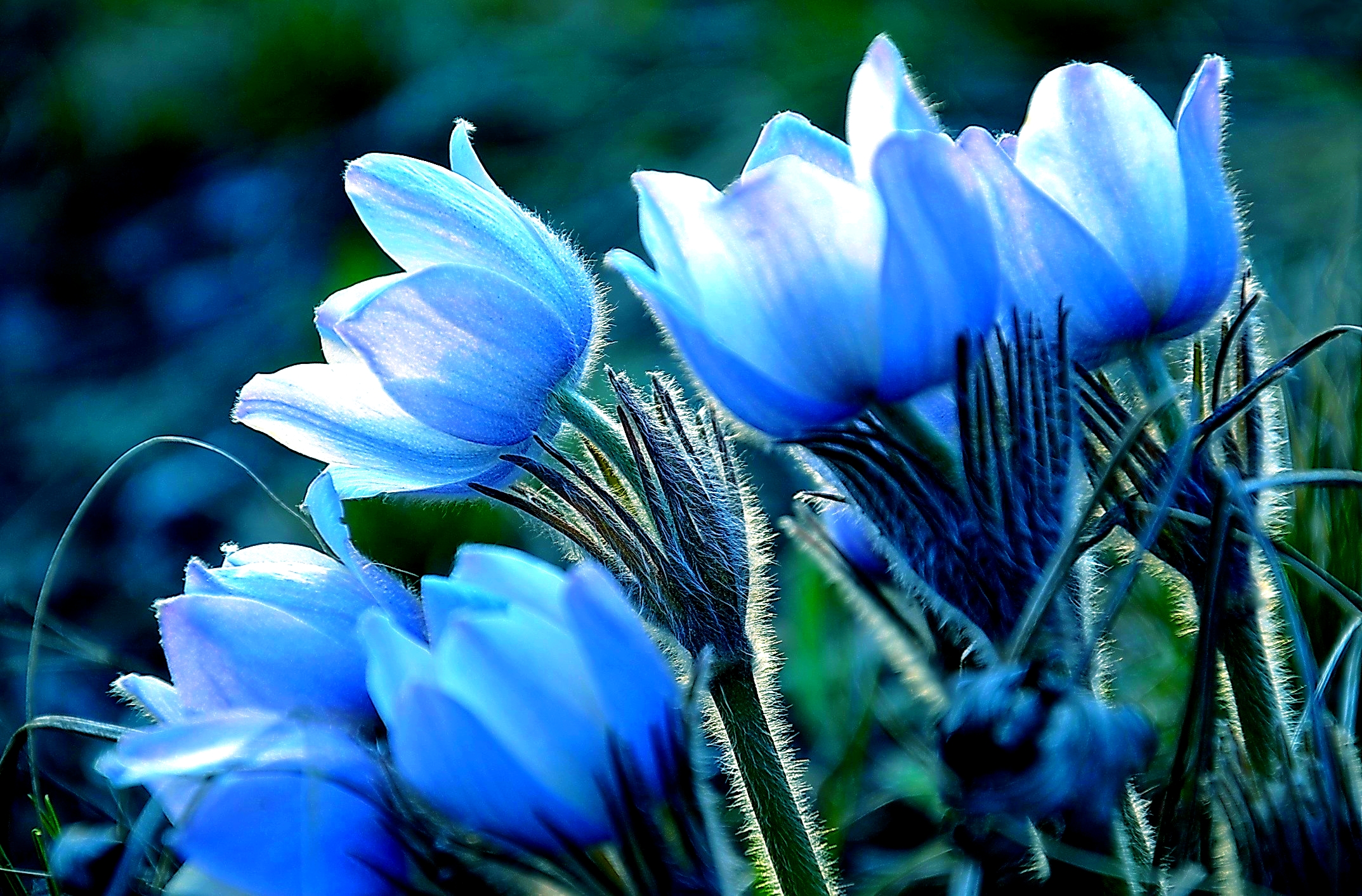 Beautiful Blue Flowers HD Wallpaper