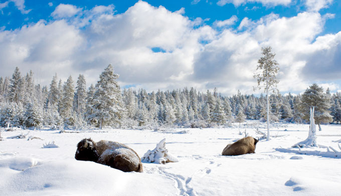 Winter Season Image Yellowstone