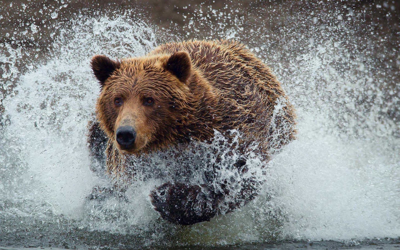 Wallpaper Of A Brown Bear Running Through Water HD Bears