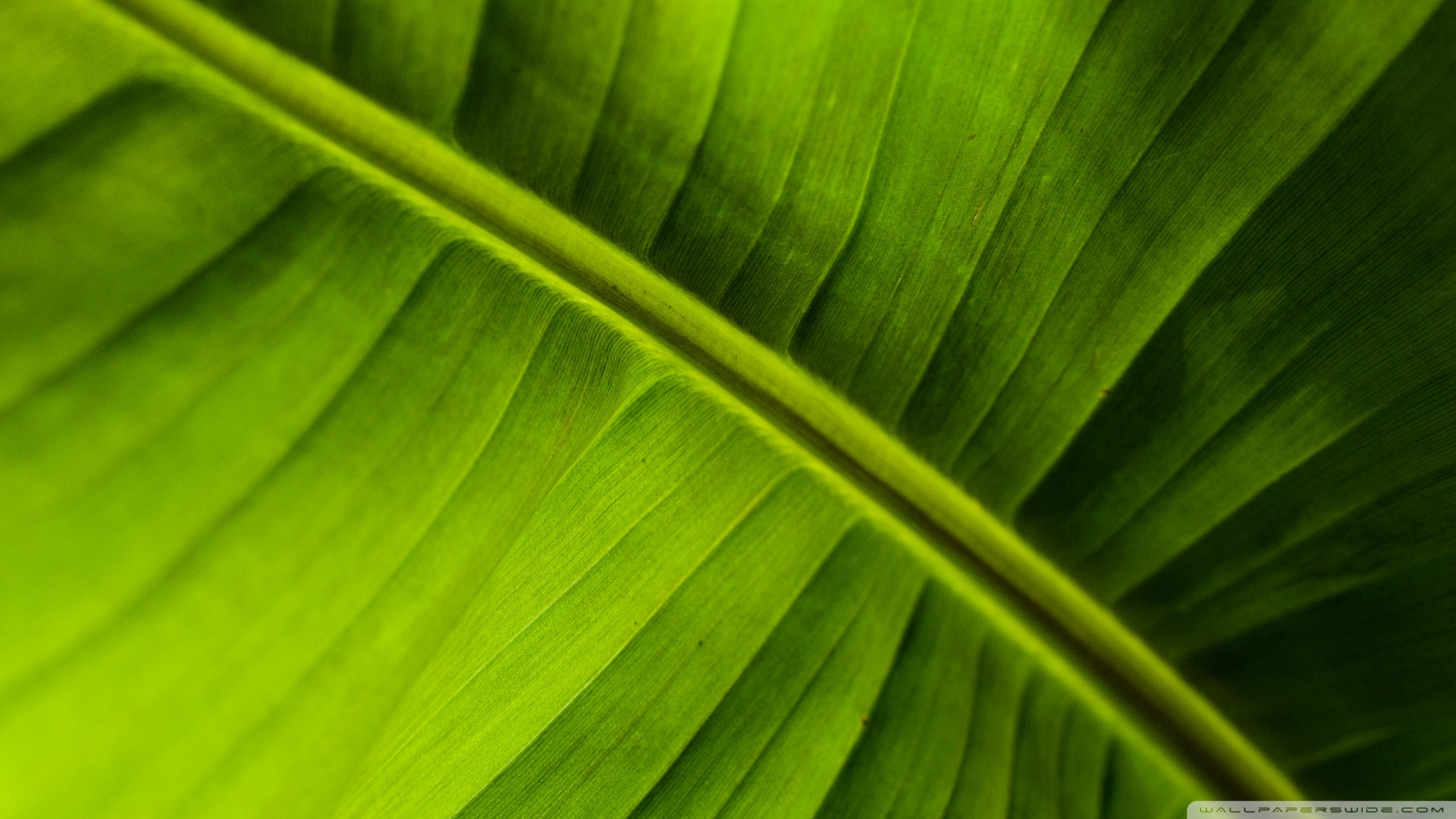 49+ Banana Leaf Wallpaper for Walls on WallpaperSafari