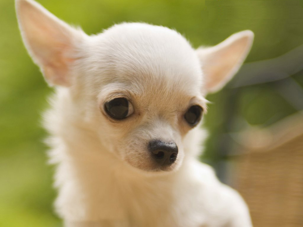 Desktop Wallpaper Chihuahua Puppies