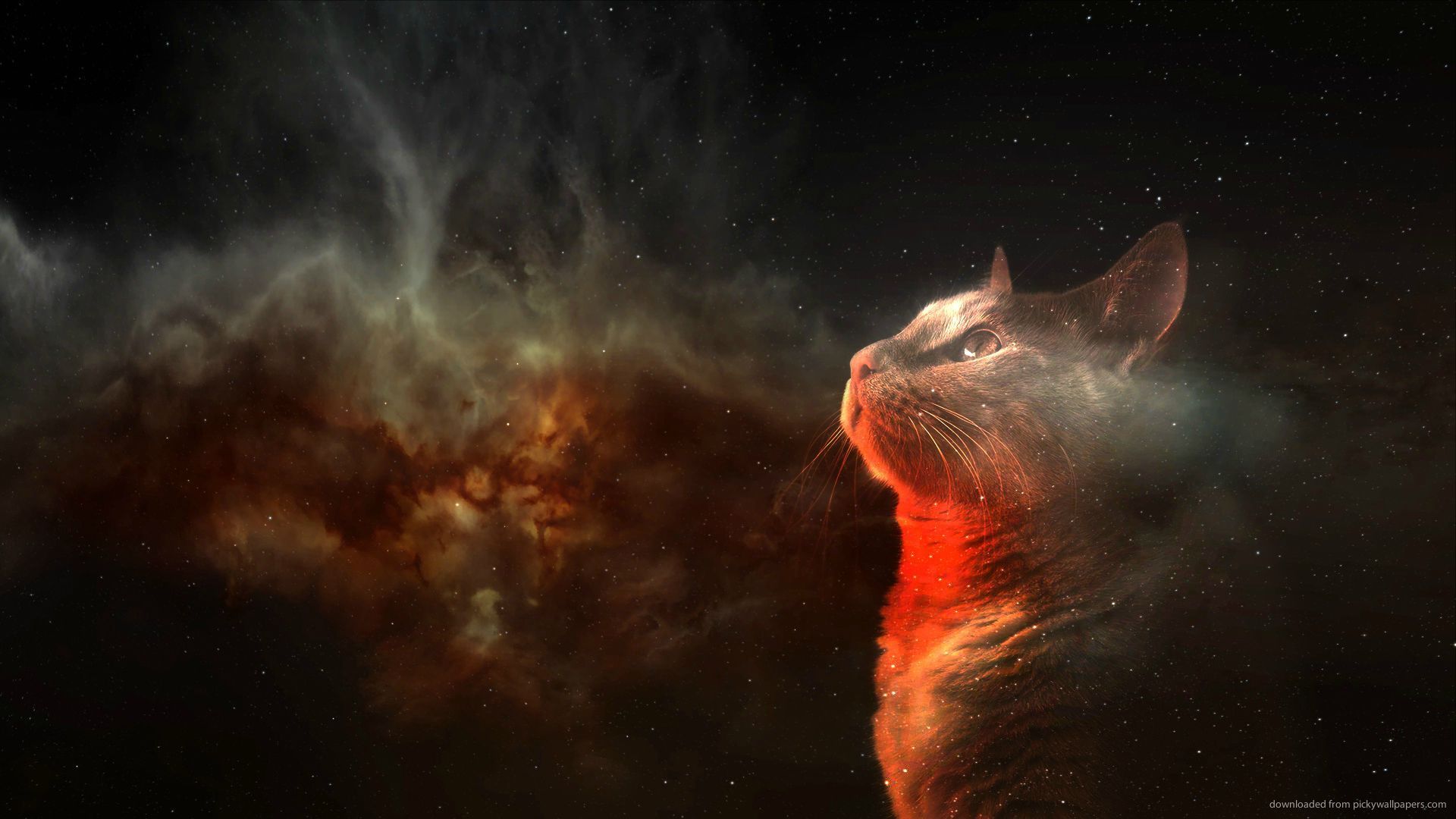 Amazing Space Cat Wallpaper