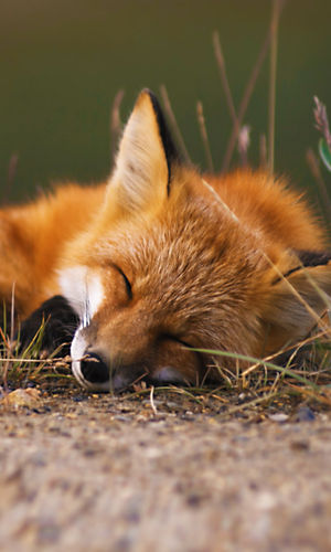 Bing Sleeping Fox Wallpaper For Samsung Star