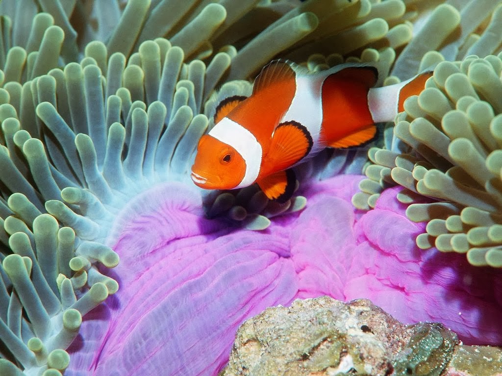Coral Reef Fish Wallpaper Beautiful Desktop