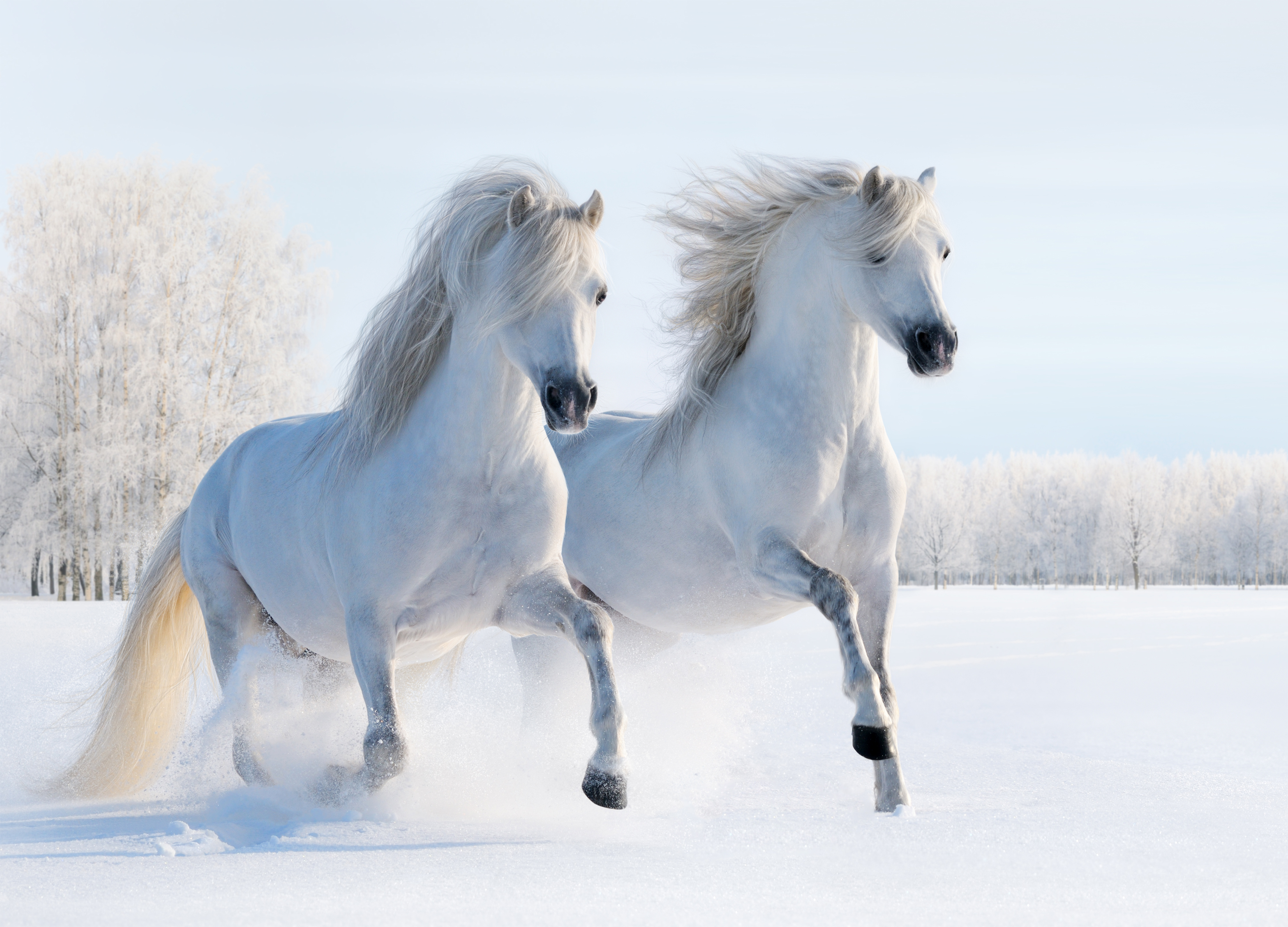 Beautiful White Horses Background Gallery Yopriceville High