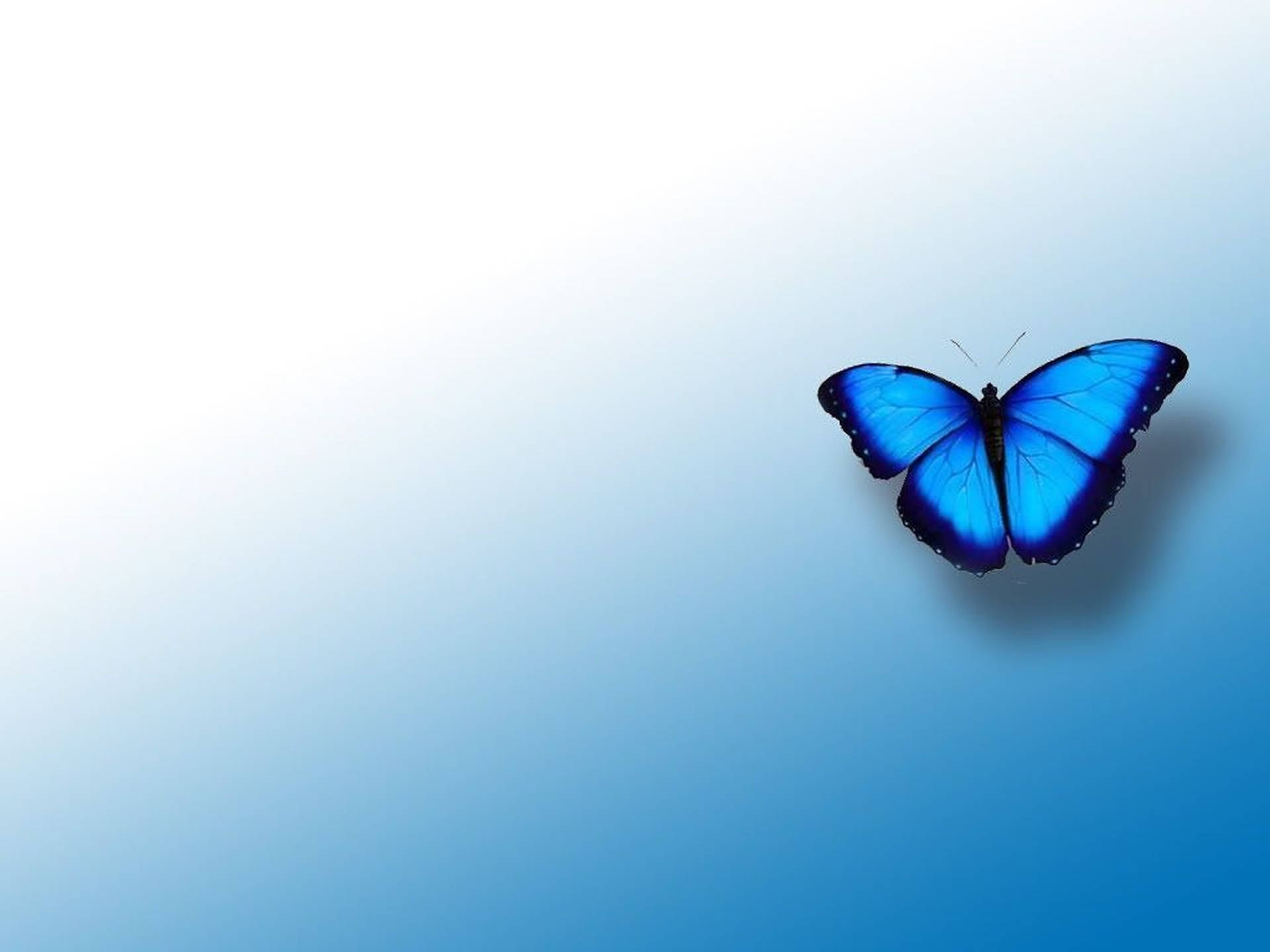 Blue Butterfly Aesthetic Wallpaper