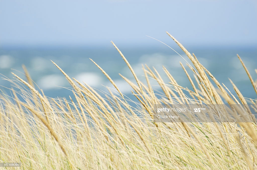 Usa Massachusetts Nantucket Island Tall Grass With Sea In