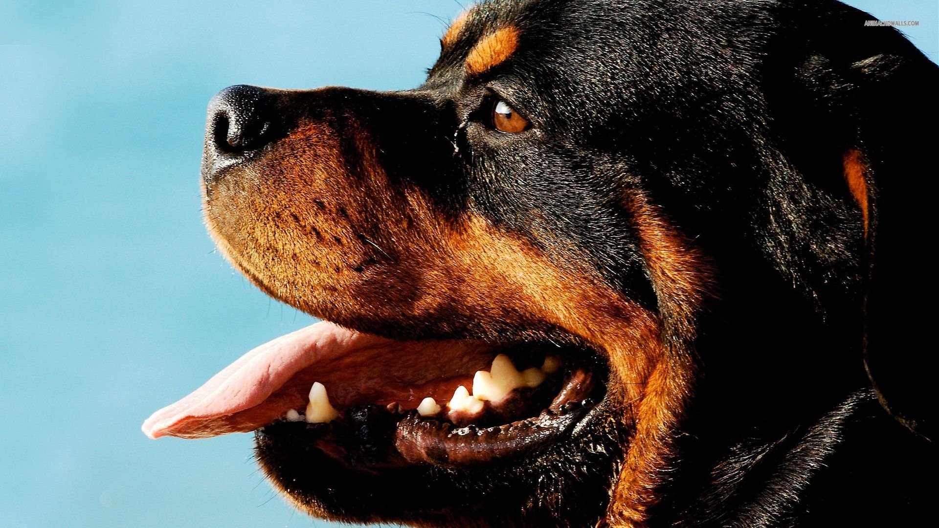 Rottweiler HD Wallpaper Background Image