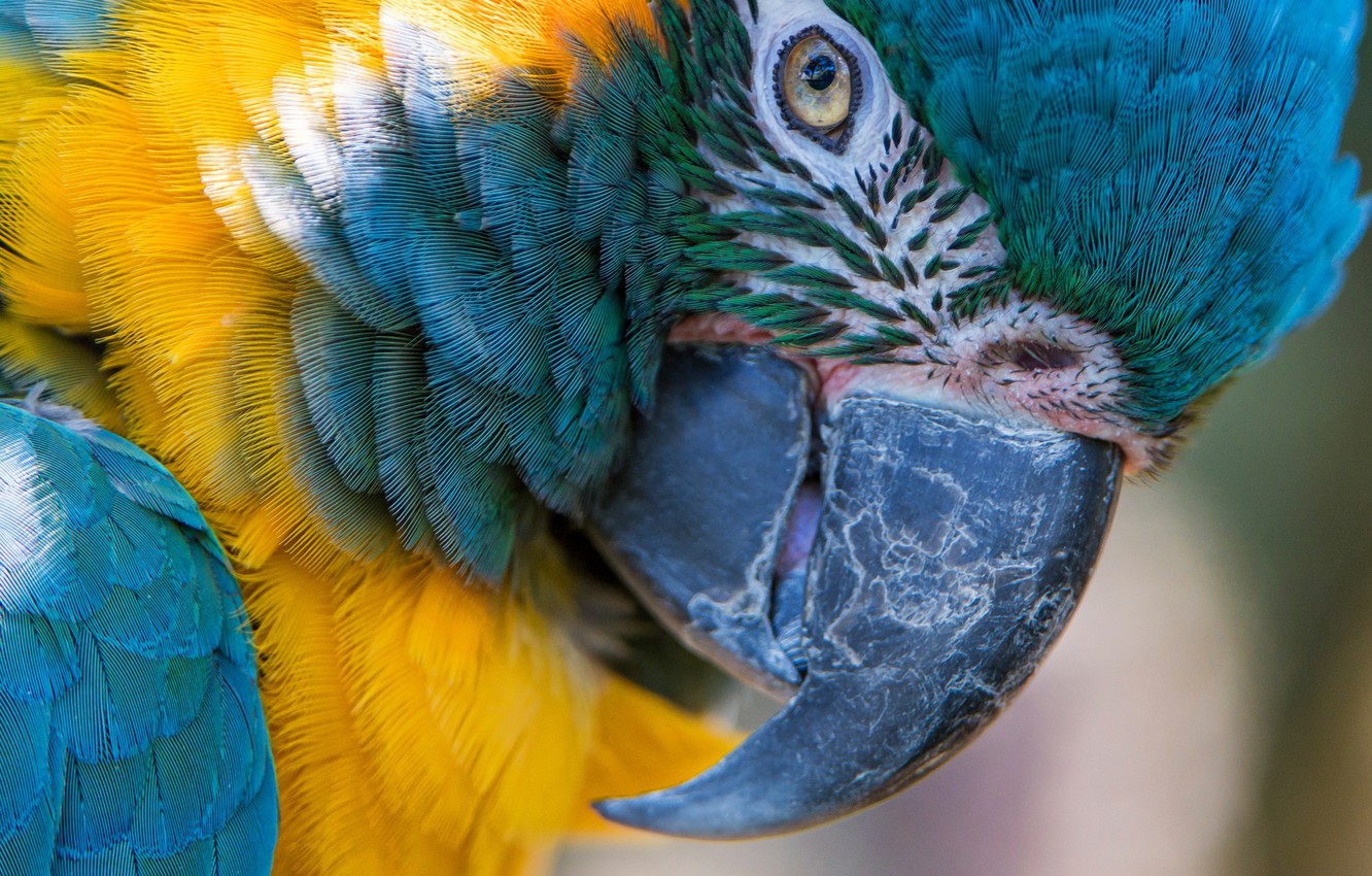 Wallpaper Macro Bird Feathers Beak Parrot Blue And Yellow
