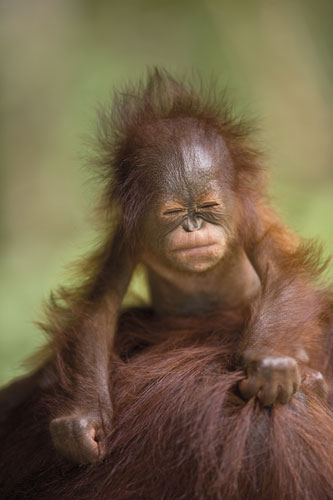 Baby Orangutan Wallpaper