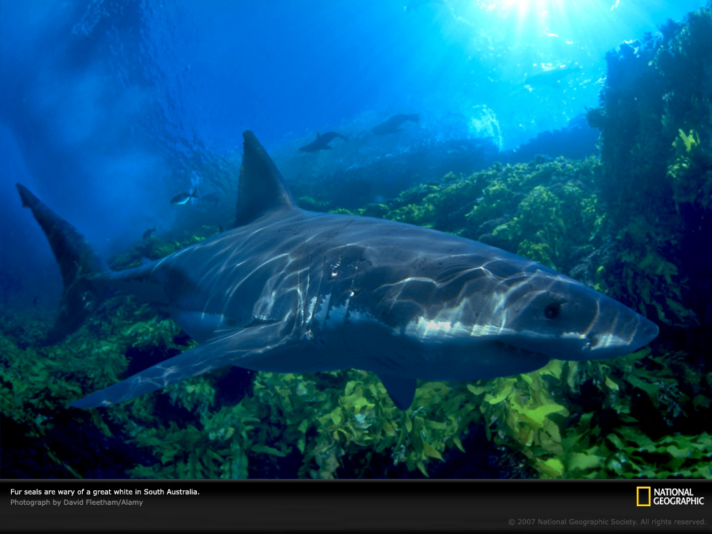 Animal Background Wallpaper Shark And