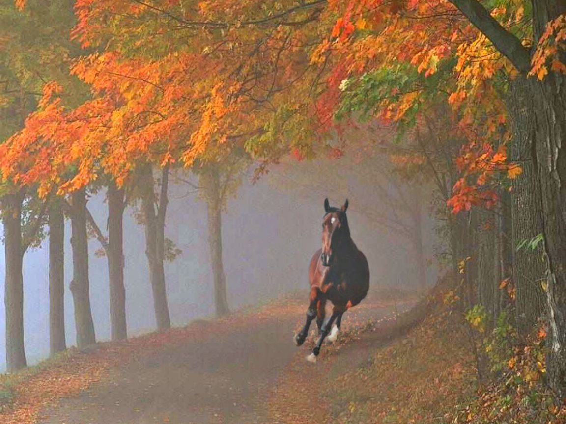 Horses Wallpaper Archive Brown Horse Galloping Autumn