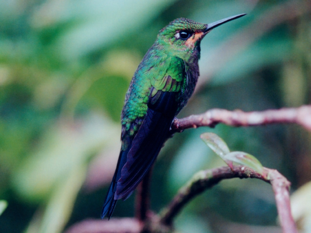  unidentified hummingbird costa rica unidentified hummingbirds fighting