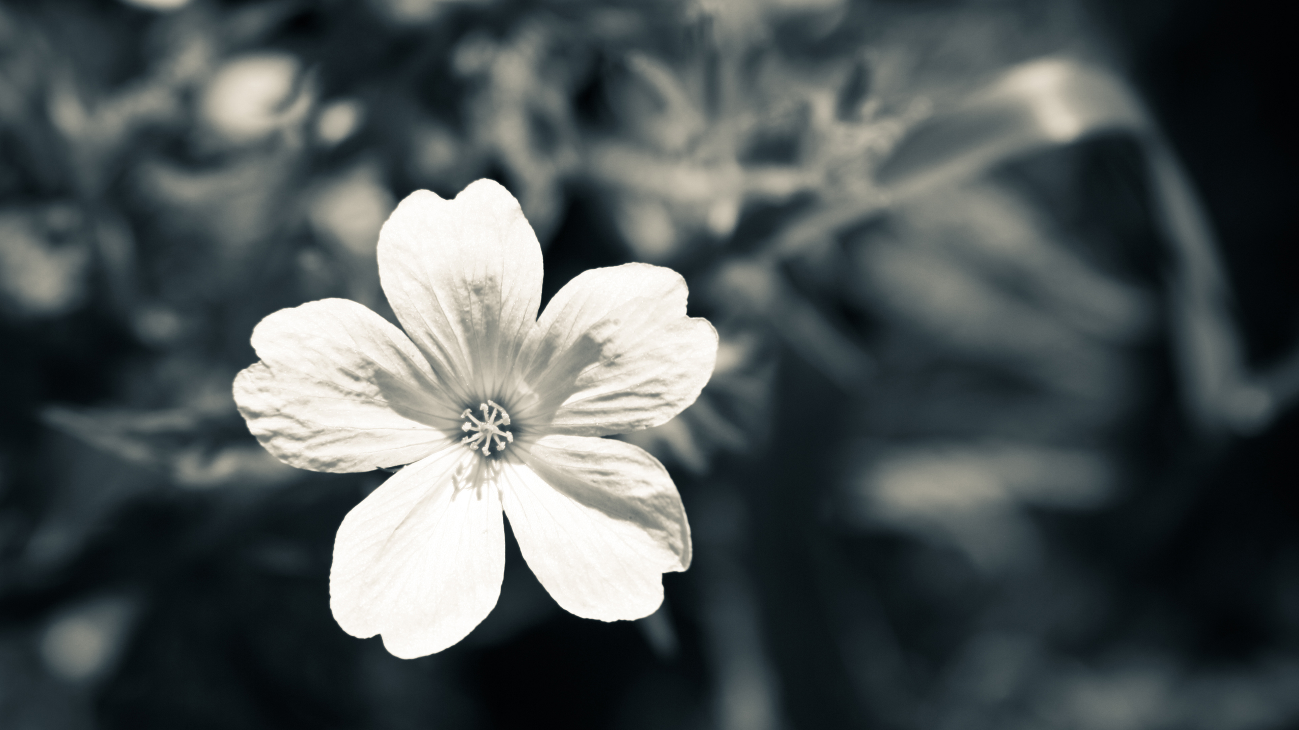 Black And White Flower Wallpaper HD Res