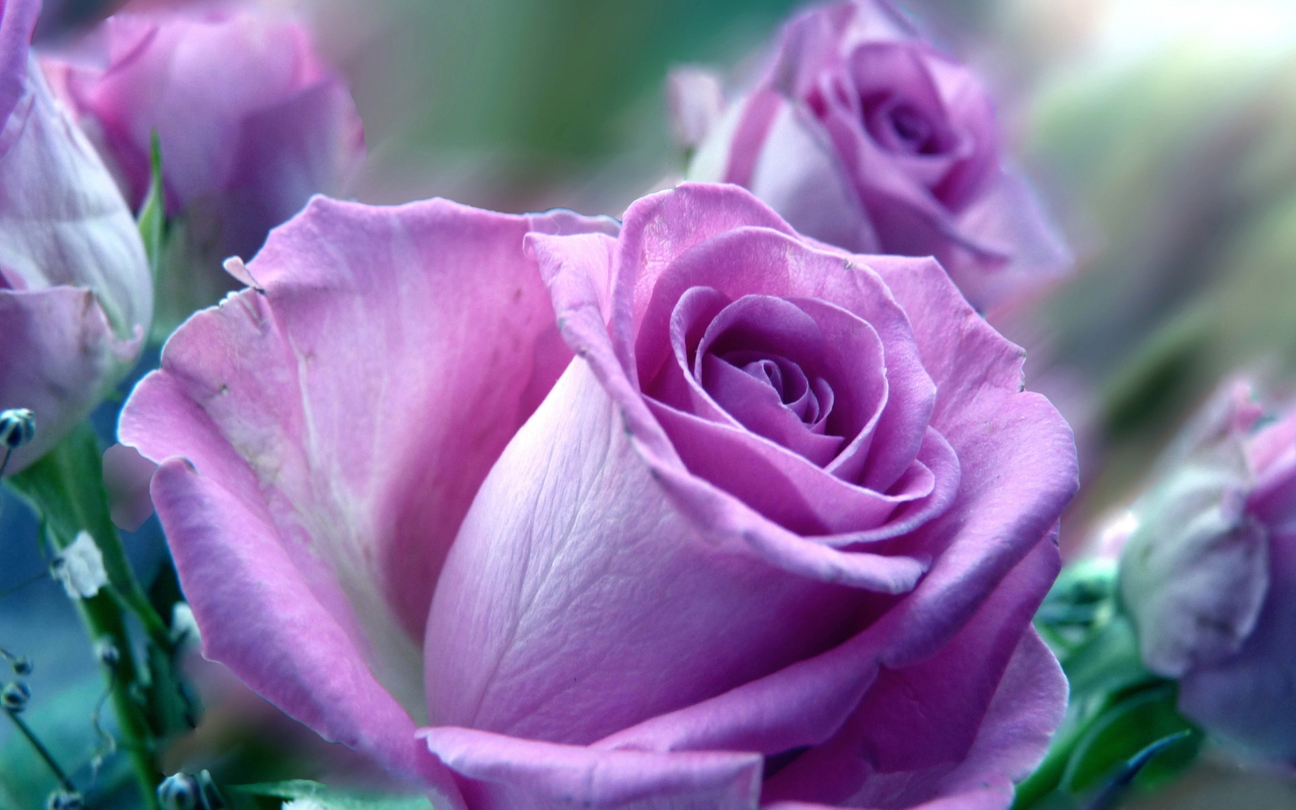 Violet Roses HD Wallpaper