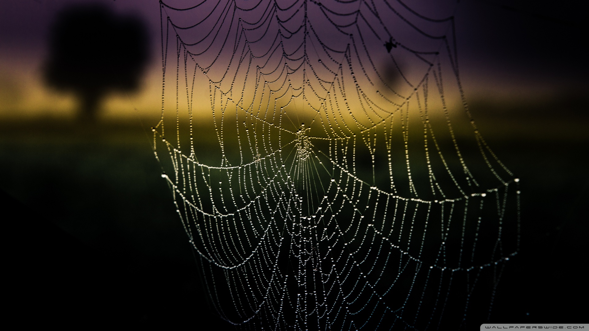 Spiderweb Background Wallpaper