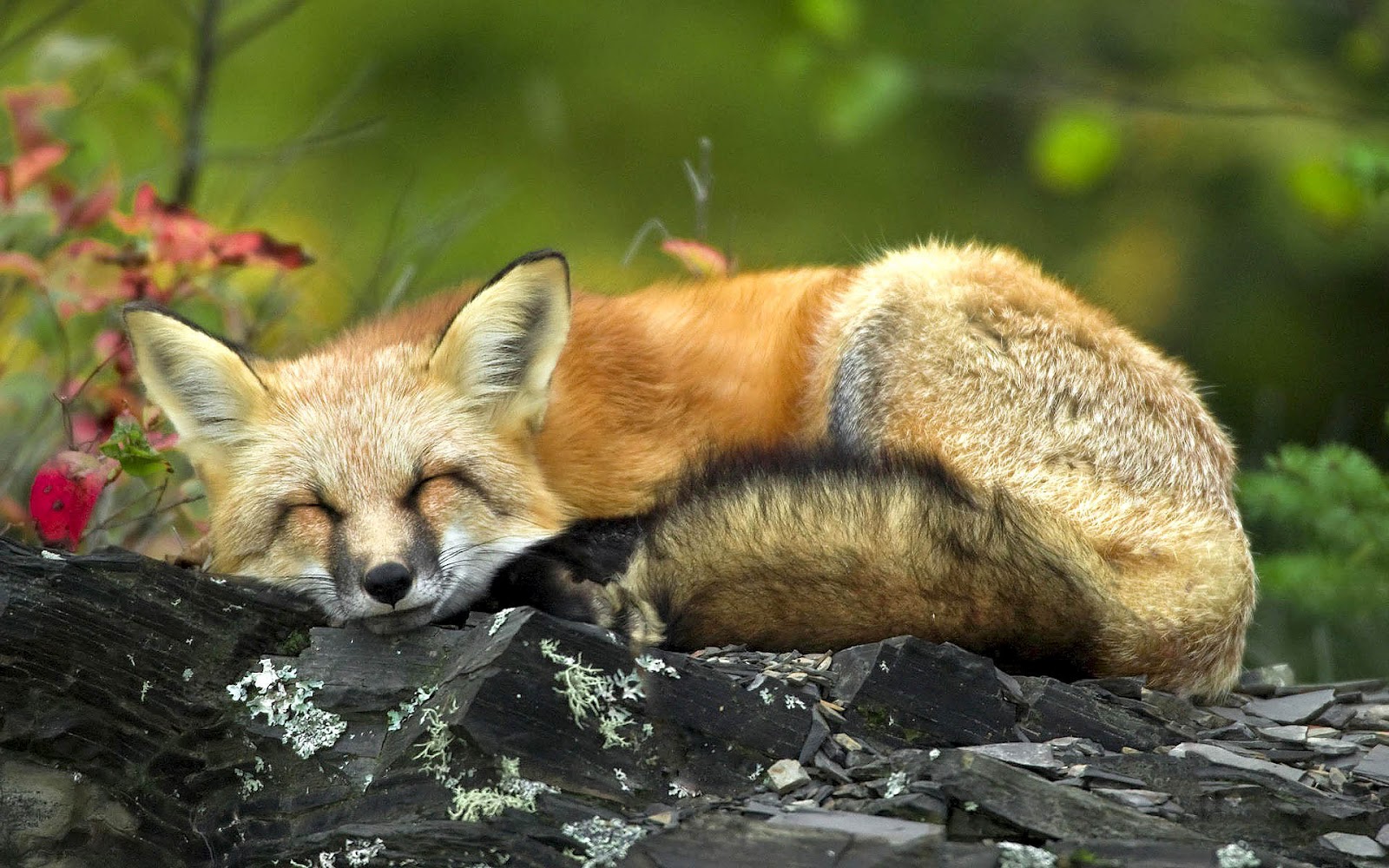 HD Animal Wallpaper Of A Sleeping Fox