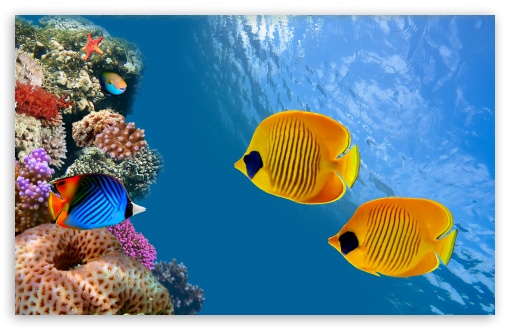 Desktop Aquarium HD Wallpaper Widescreen High Definition