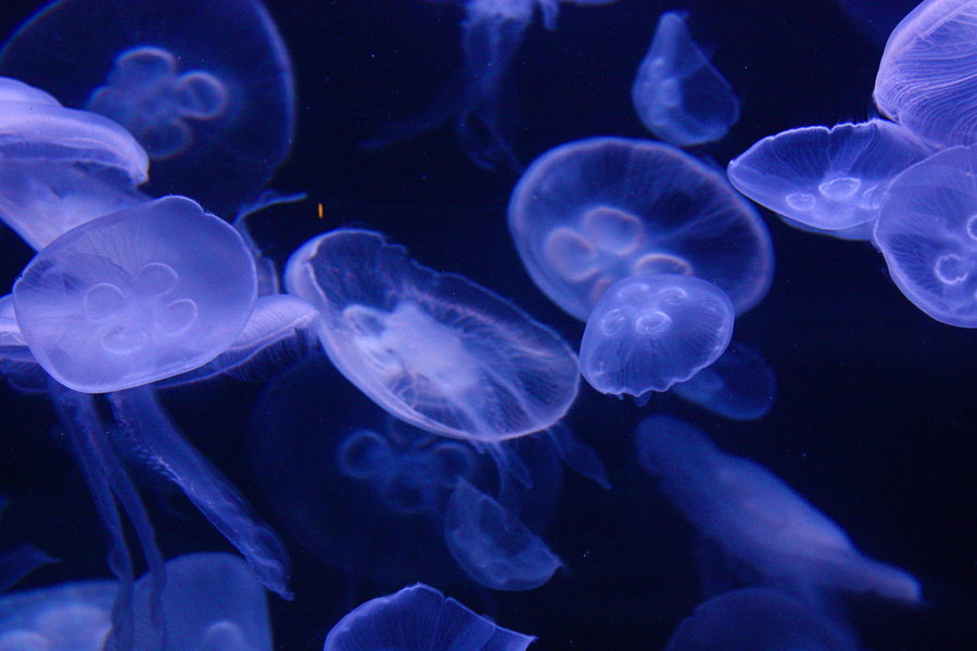 500 Jellyfish Pictures HD  Download Free Images on Unsplash