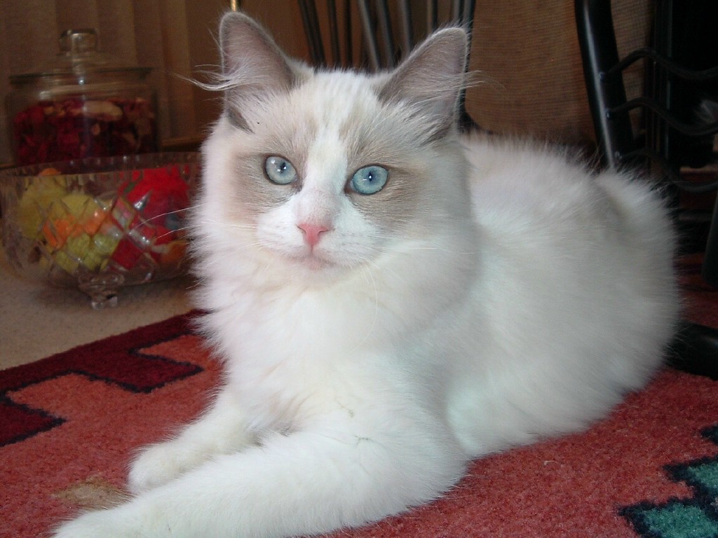 Ragdoll Cat Pictures Wallpaper For