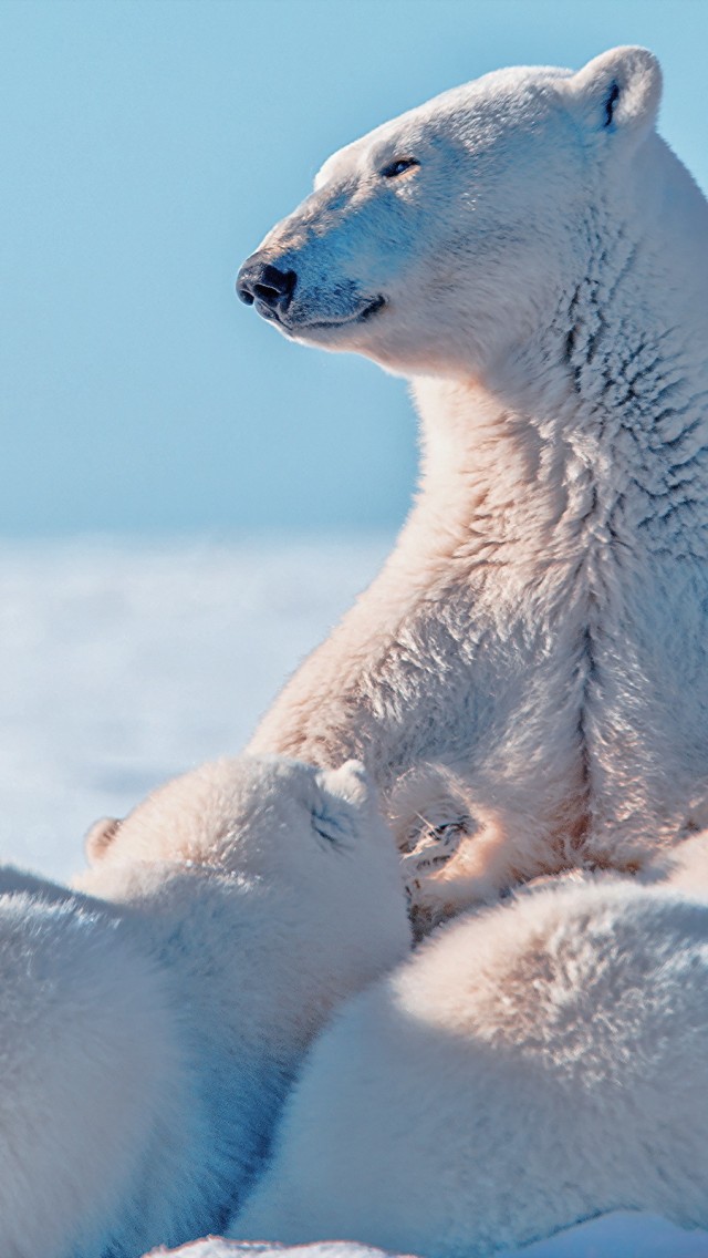 Bear Mother And Cubs Feeding Polar