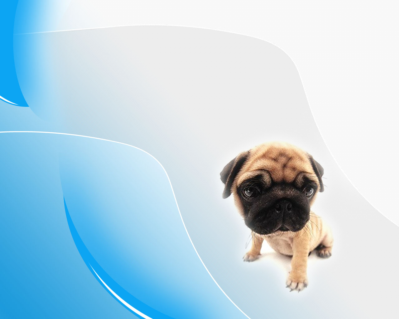 Pug Wallpaper Dogs Black Beautiful Pictures HD