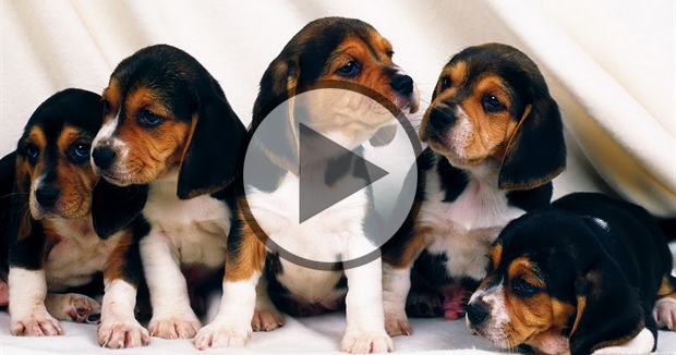 Very Cute Beagle Puppies Wallpaper HD Jpg